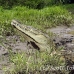 crocodile_american_tar_h_1345_cos2344.jpg